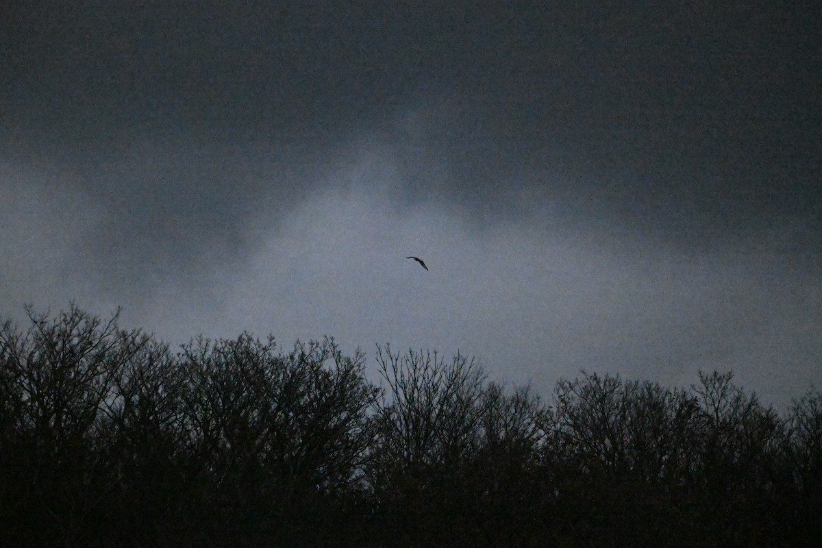 Rough-legged Hawk - ML645152156