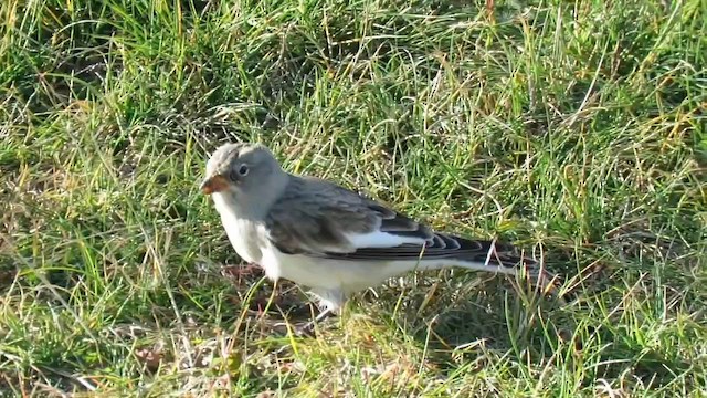 White-winged Snowfinch - ML645152159