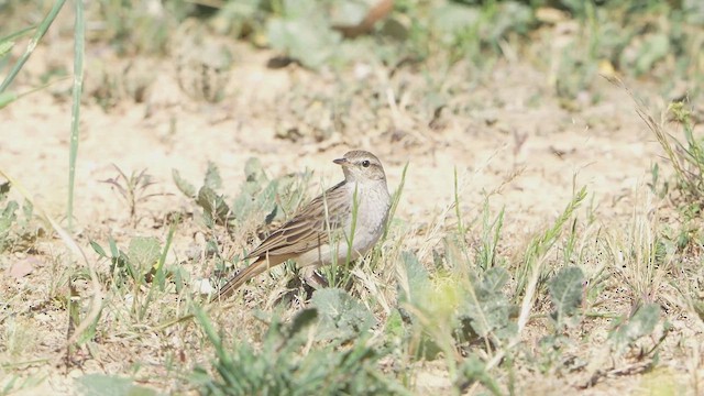 Rufous Songlark - ML645152160