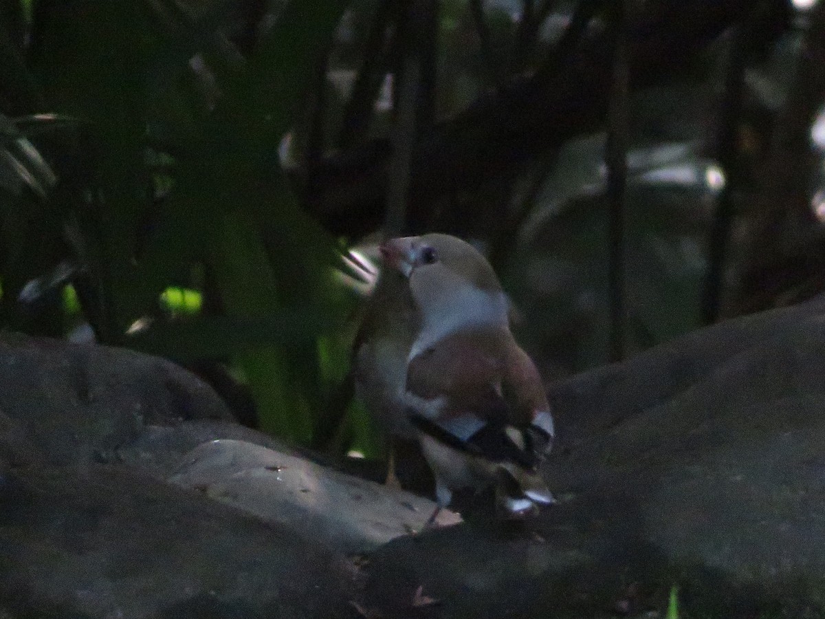 Hawfinch - ML645152161
