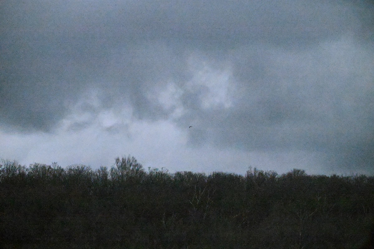 Rough-legged Hawk - ML645152163