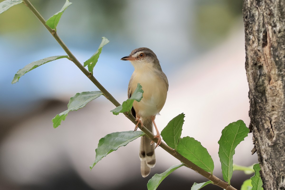 Plain Prinia - ML645152165