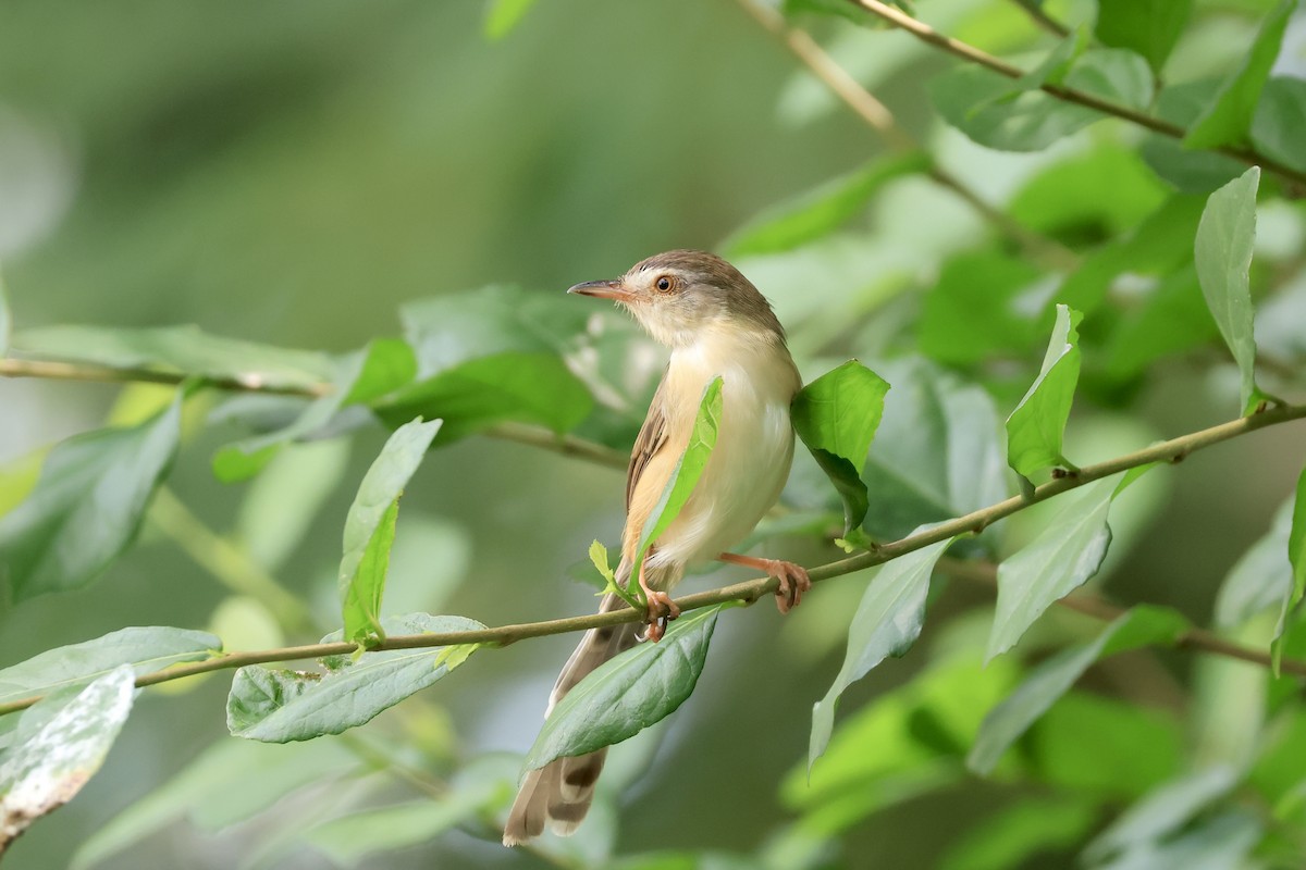 Plain Prinia - ML645152166