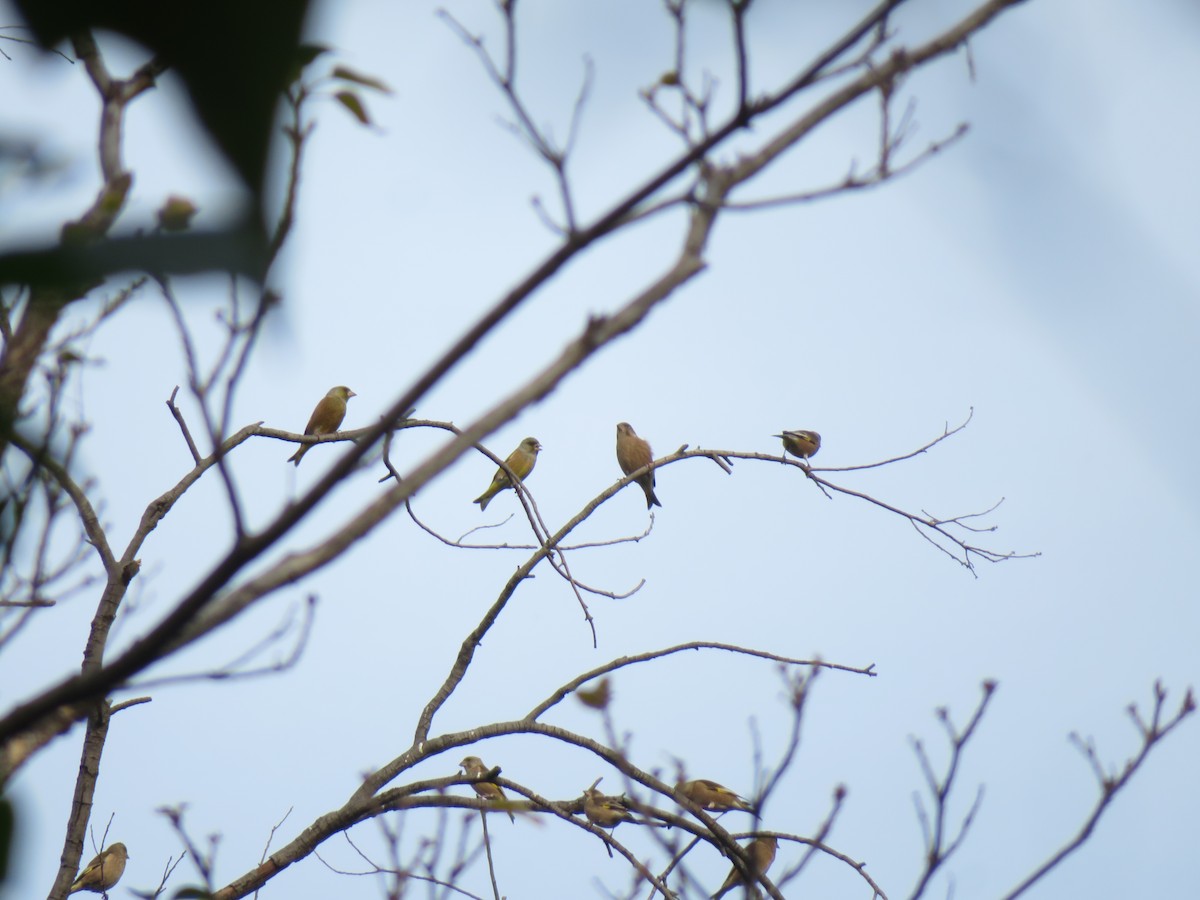 Oriental Greenfinch - ML645152170