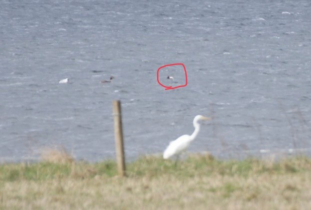 Common Pochard - ML645152175