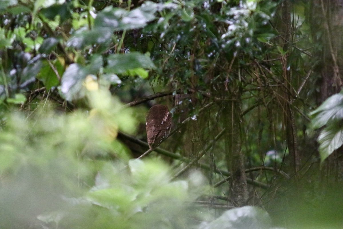 Oriental Scops-Owl - ML645152176
