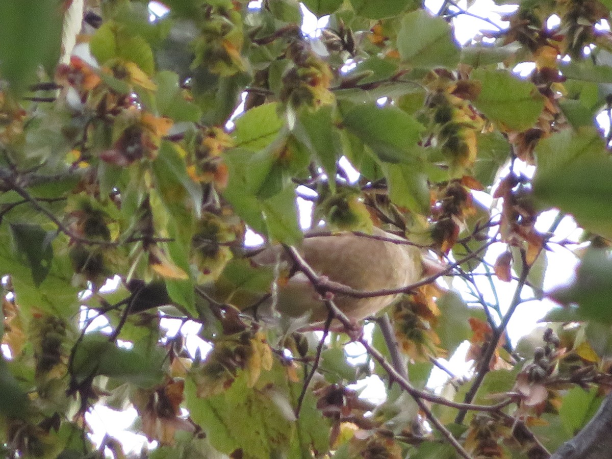 orientfink - ML645152178