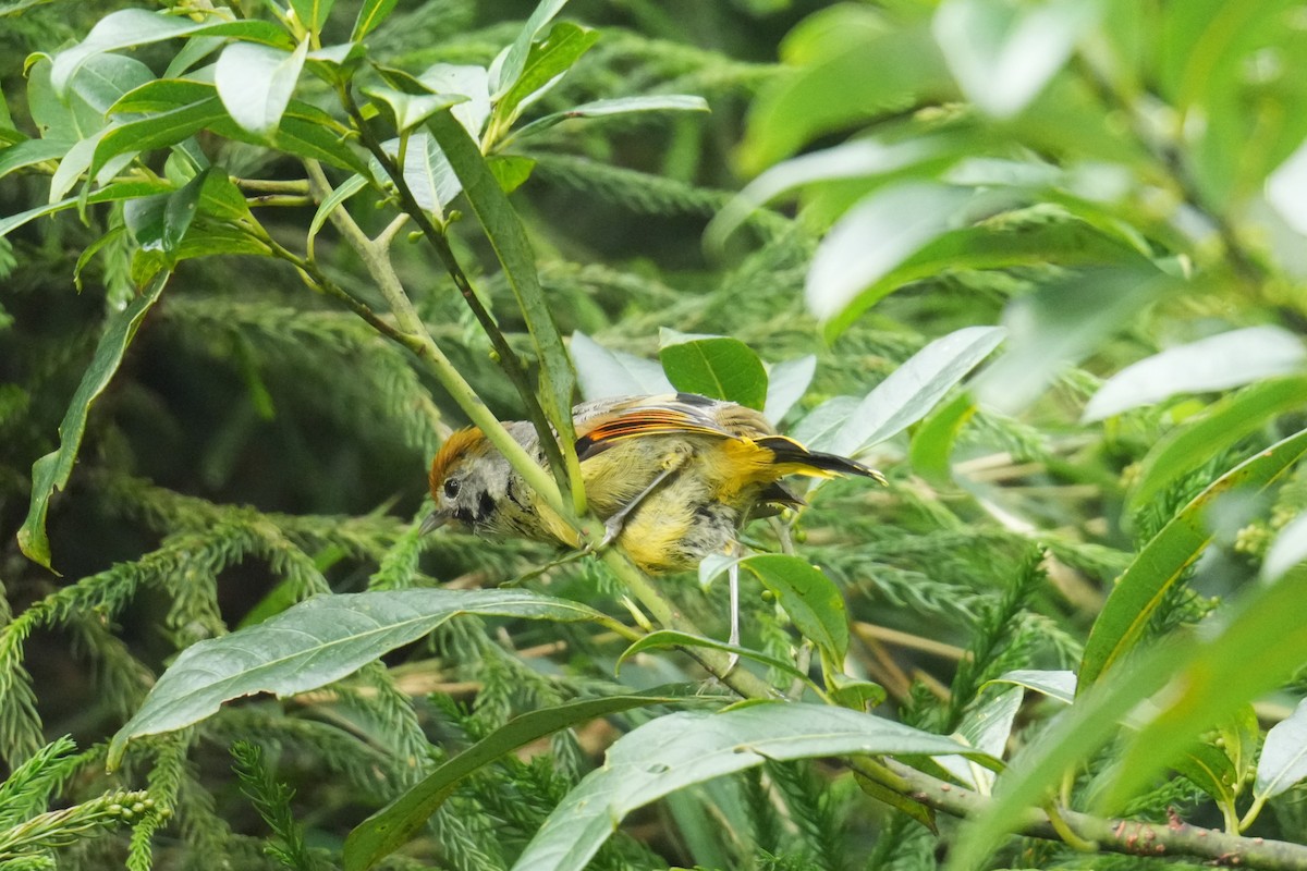 Chestnut-tailed Minla - ML645152179