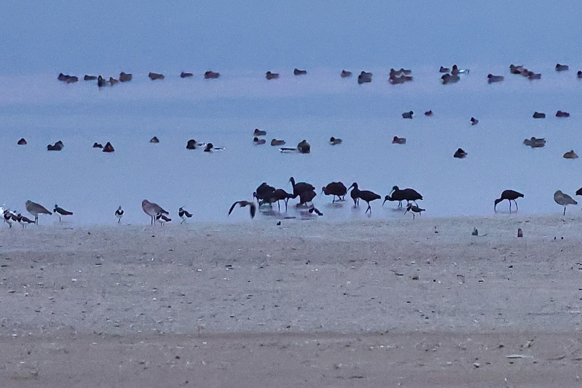 Glossy Ibis - ML645152180