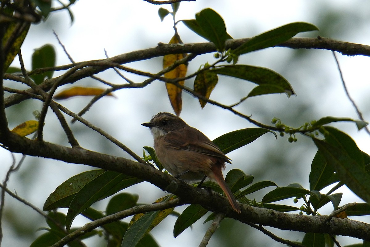Gray Bushchat - ML645152190