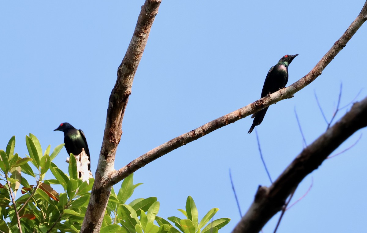 špaček lesklý - ML645152195