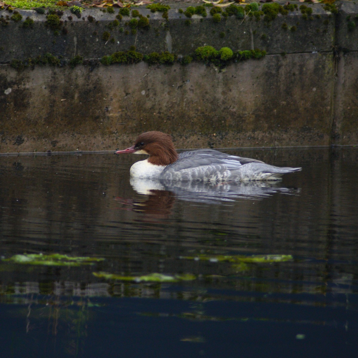 Common Merganser - ML645152200