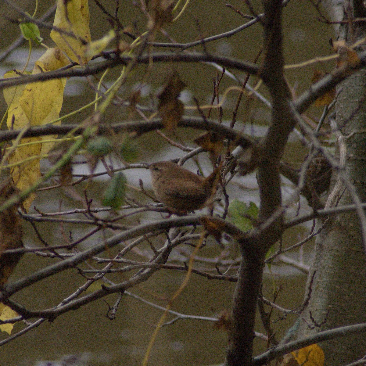 Eurasian Wren - ML645152201