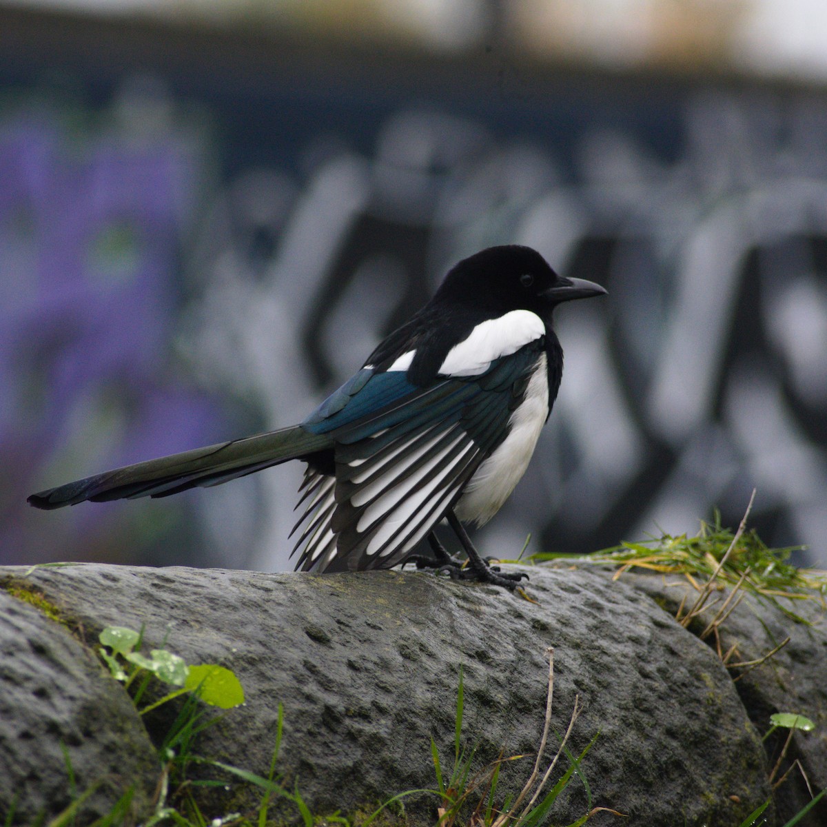 Eurasian Magpie - ML645152202