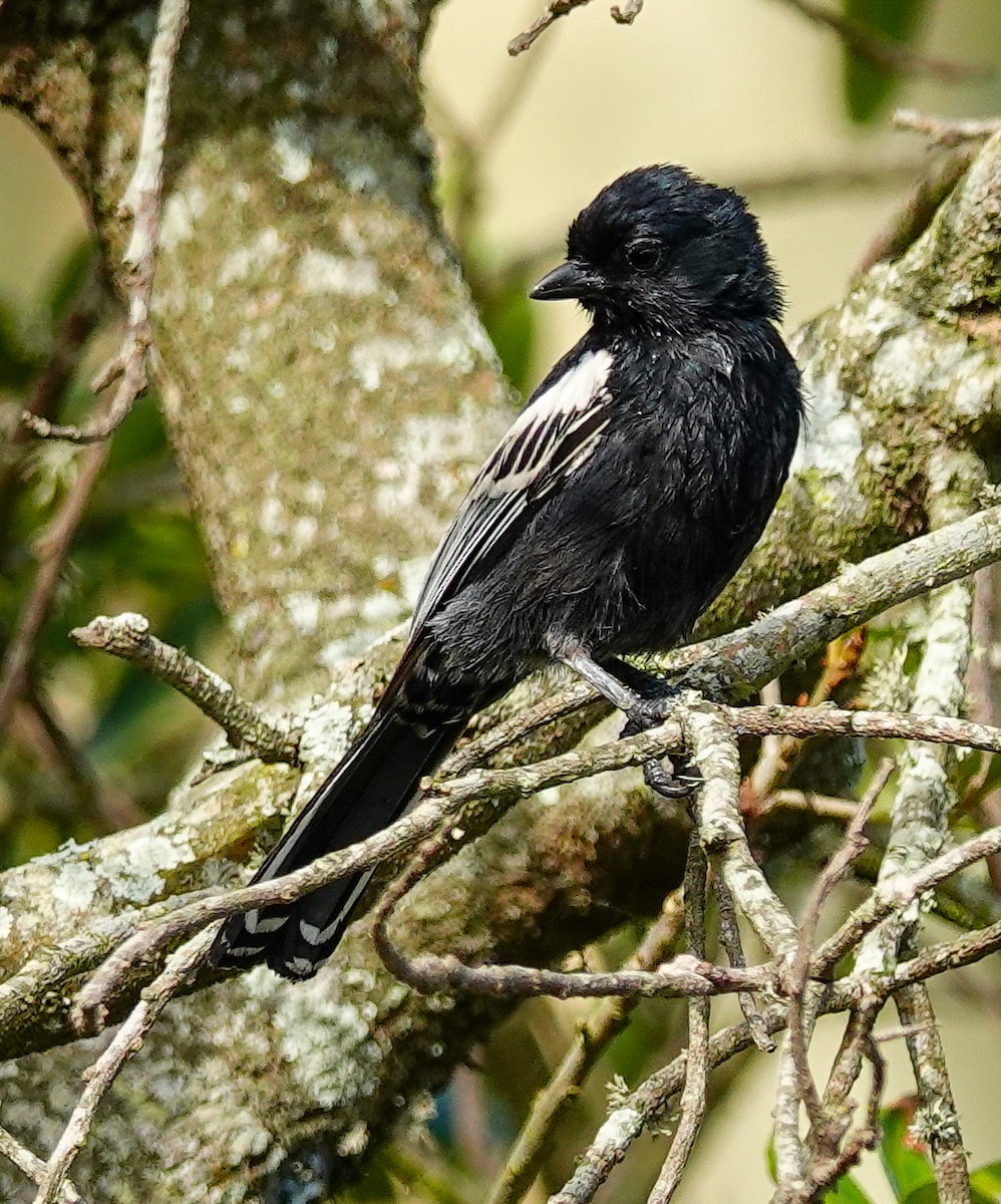 Southern Black-Tit - ML645152204