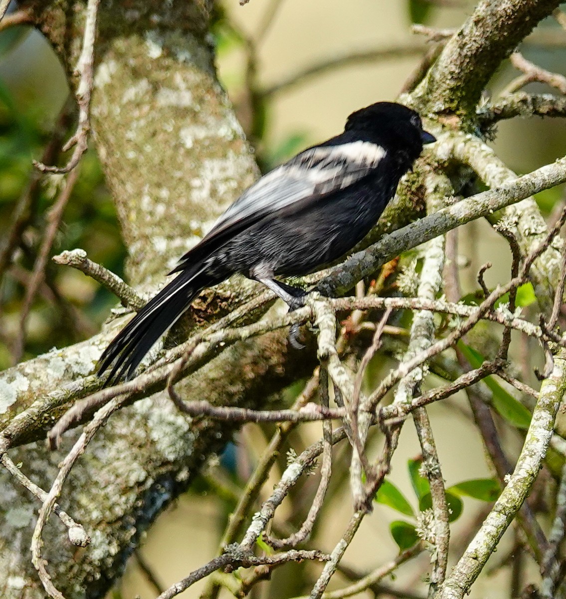 Southern Black-Tit - ML645152205