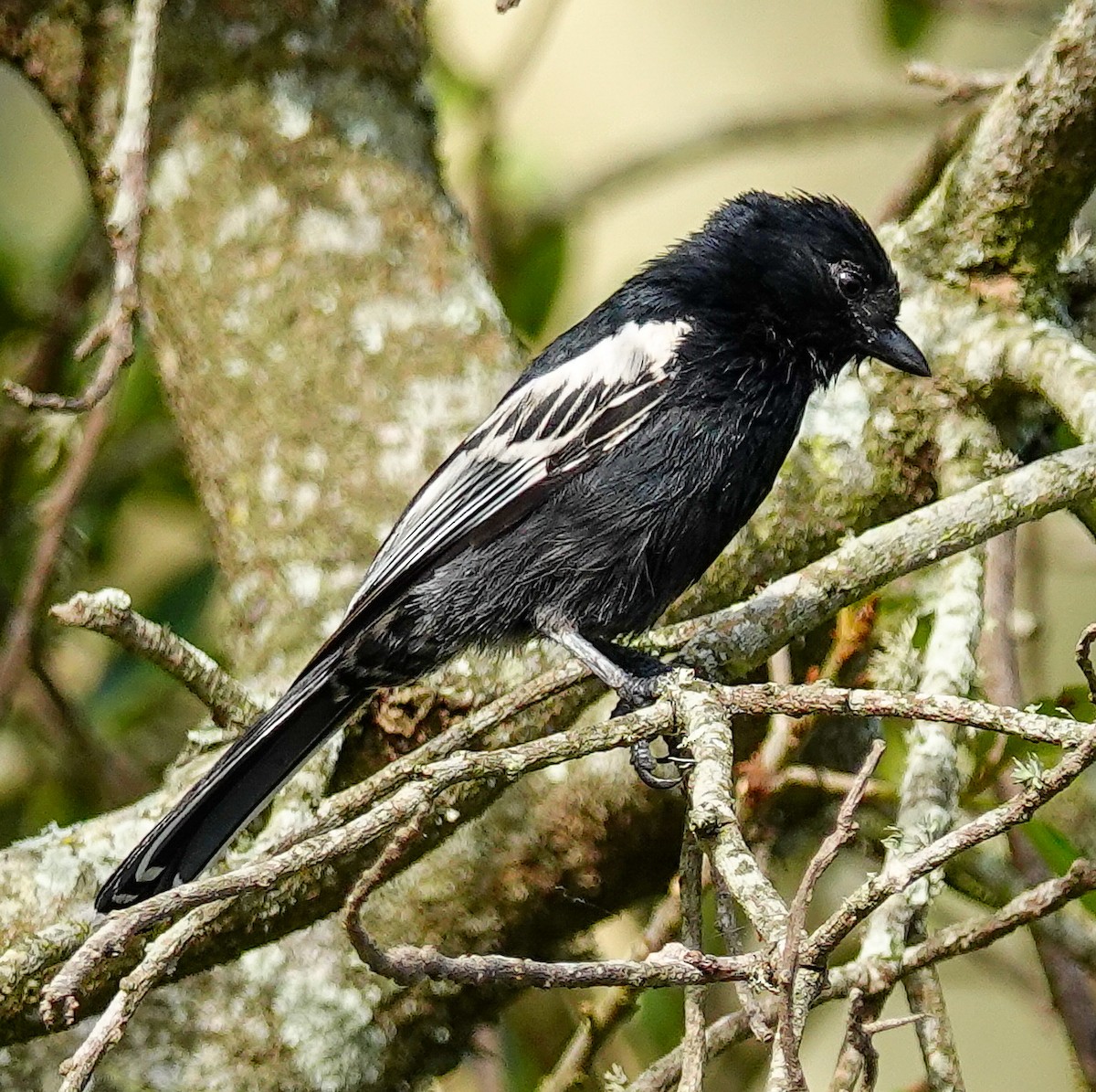 Southern Black-Tit - ML645152206