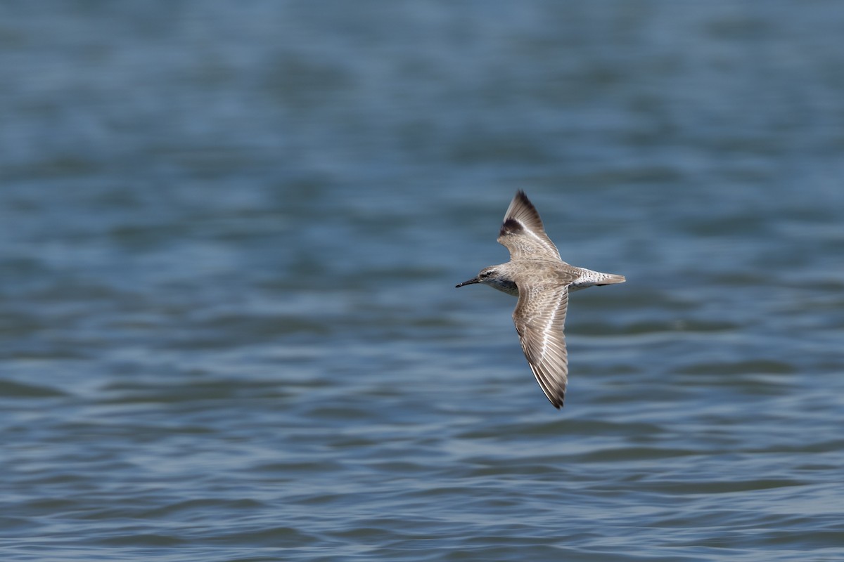 חופית להקנית - ML645152213