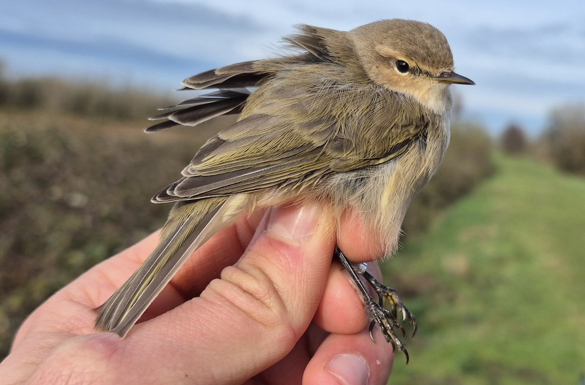 Common Chiffchaff (Siberian) - ML645152215