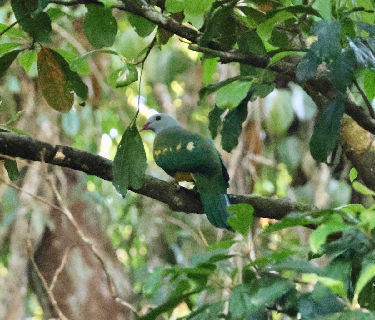 Wompoo Fruit-Dove - ML645152218