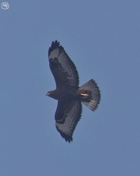 Common Buzzard - ML645152223
