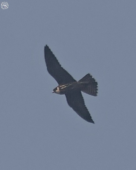 Eurasian Hobby - ML645152226