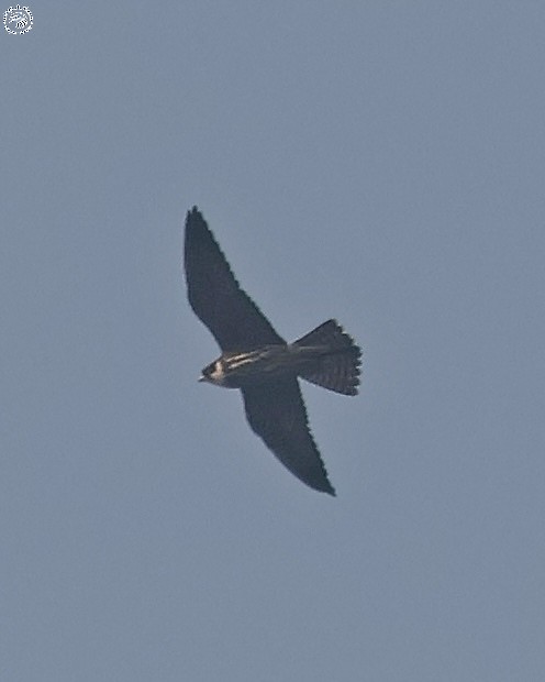 Eurasian Hobby - ML645152227