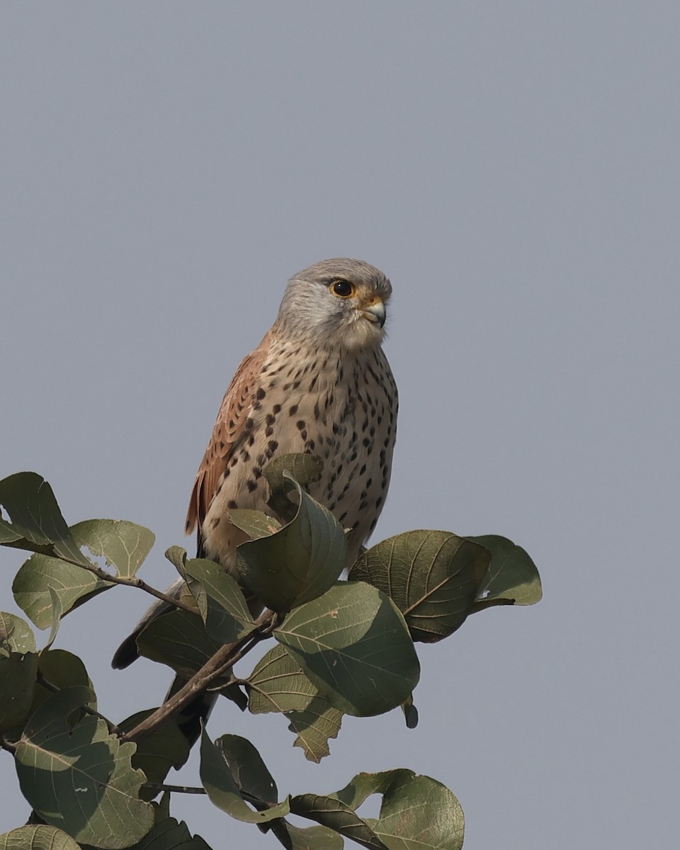 Eurasian Kestrel - ML645152229