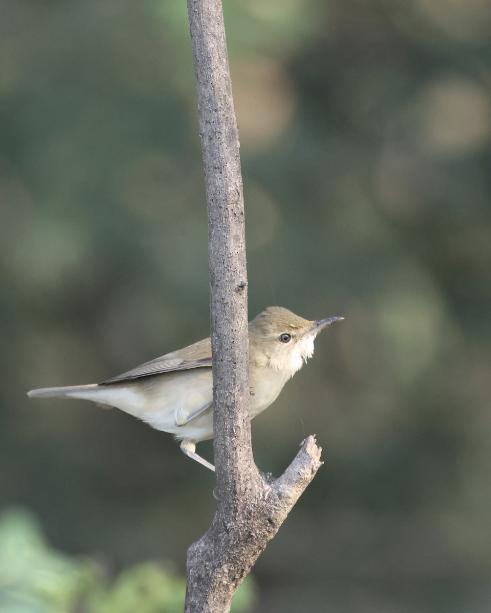 Blyth's Reed Warbler - ML645152230