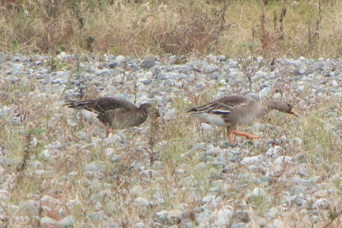 tundragås - ML645152231