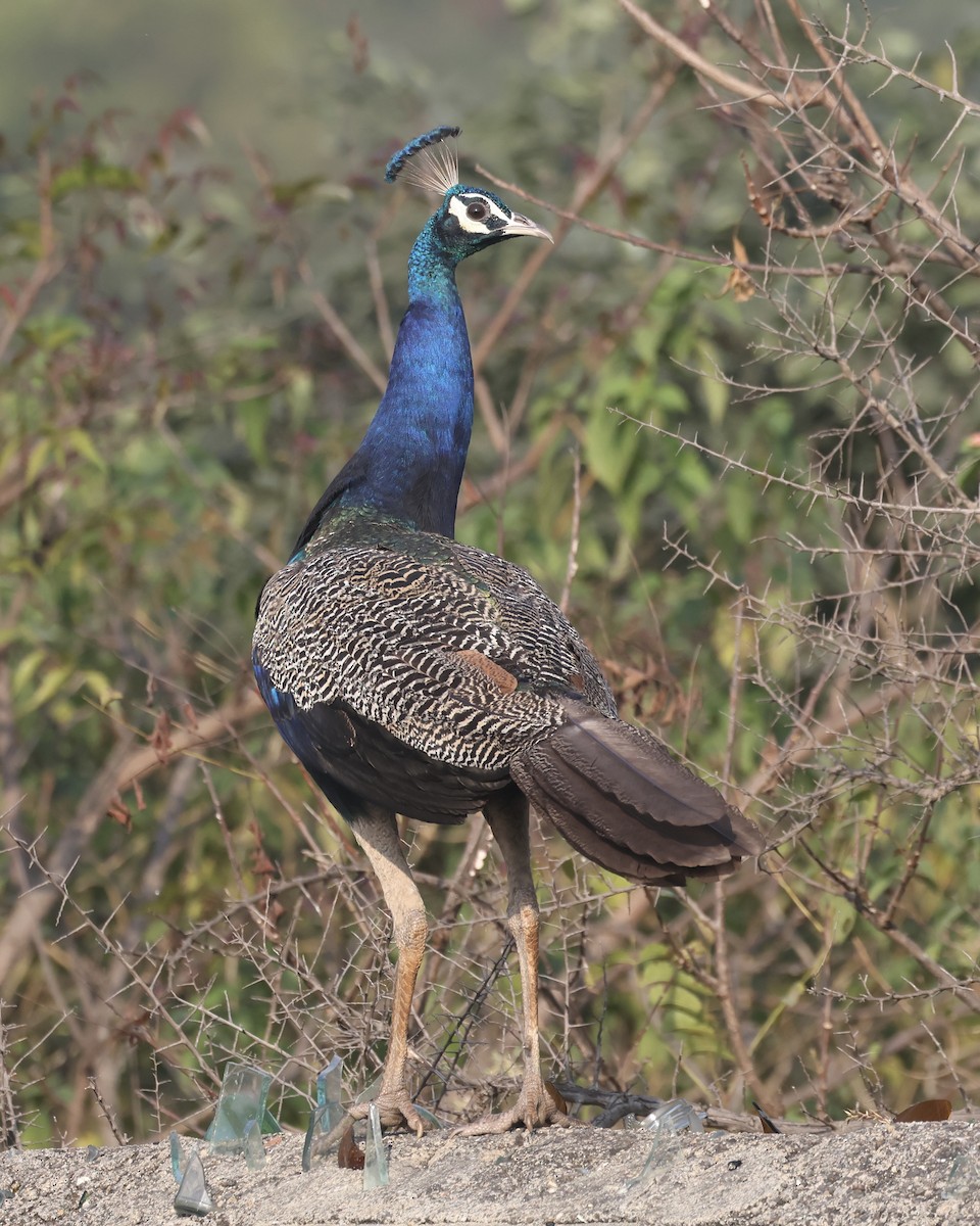 Indian Peafowl - ML645152233