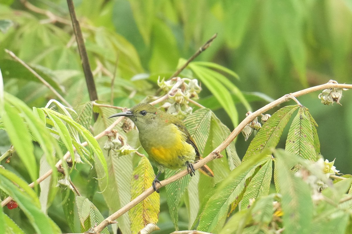 Fire-tailed Sunbird - ML645152234