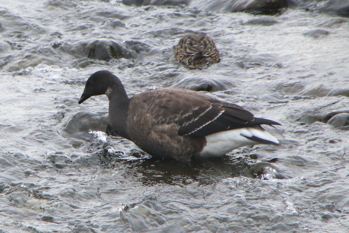 ringgås - ML645152236