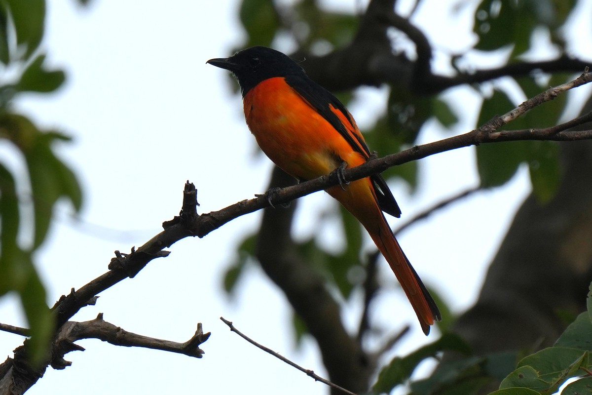 Orange Minivet - ML645152237