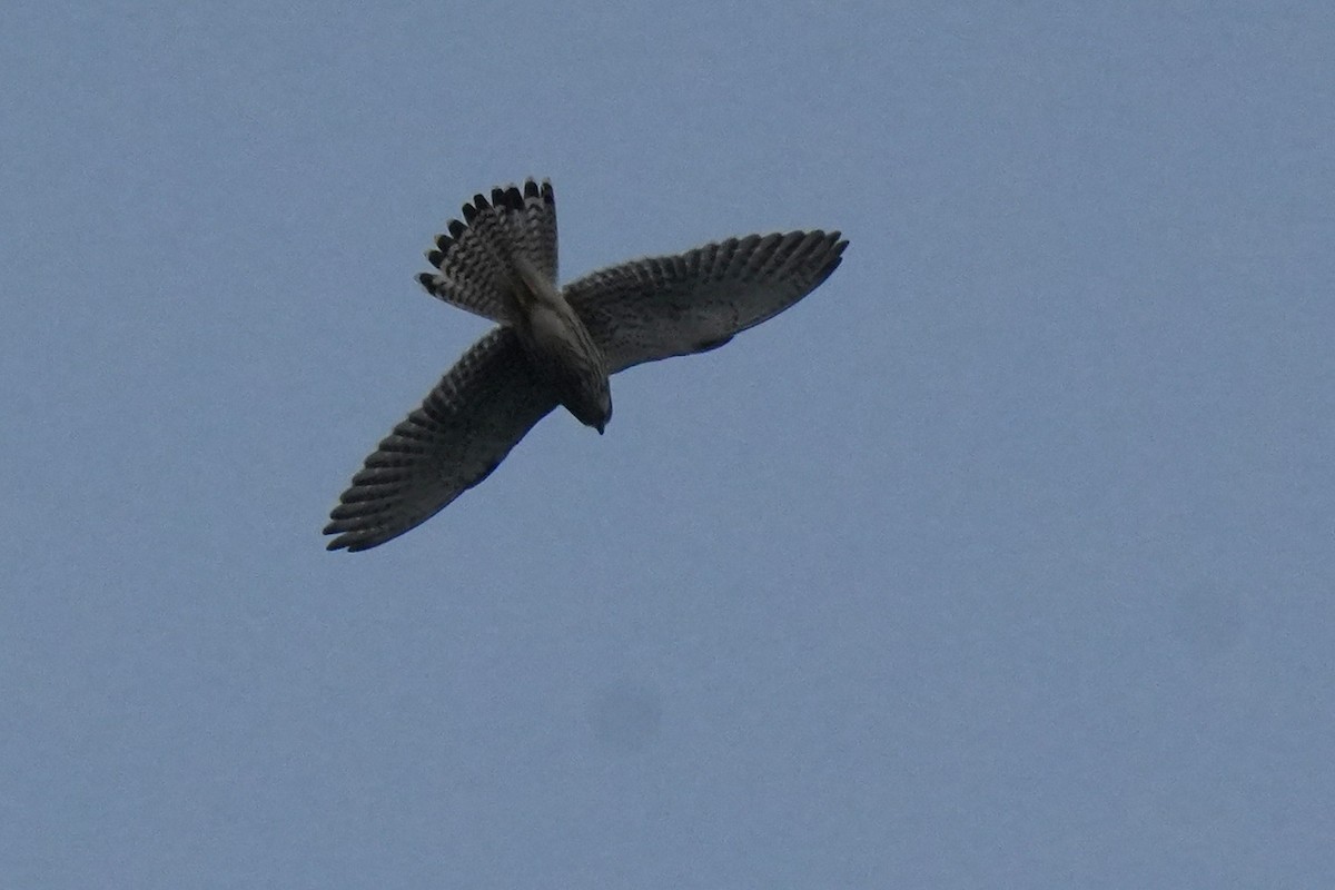 Eurasian Kestrel - ML645152238