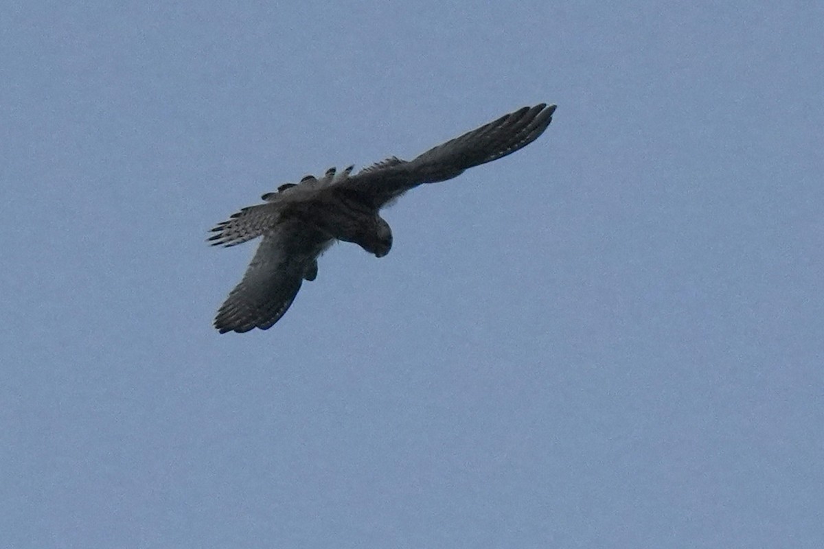 Eurasian Kestrel - ML645152239