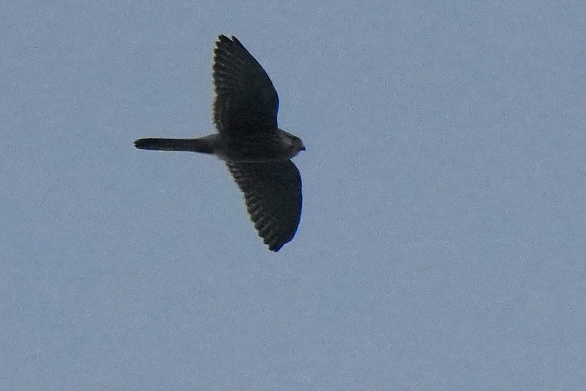 Eurasian Kestrel - ML645152240