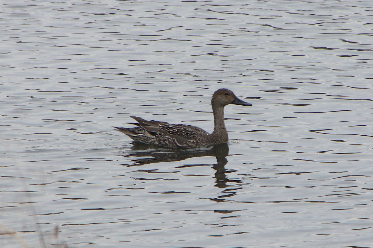 stjertand - ML645152241