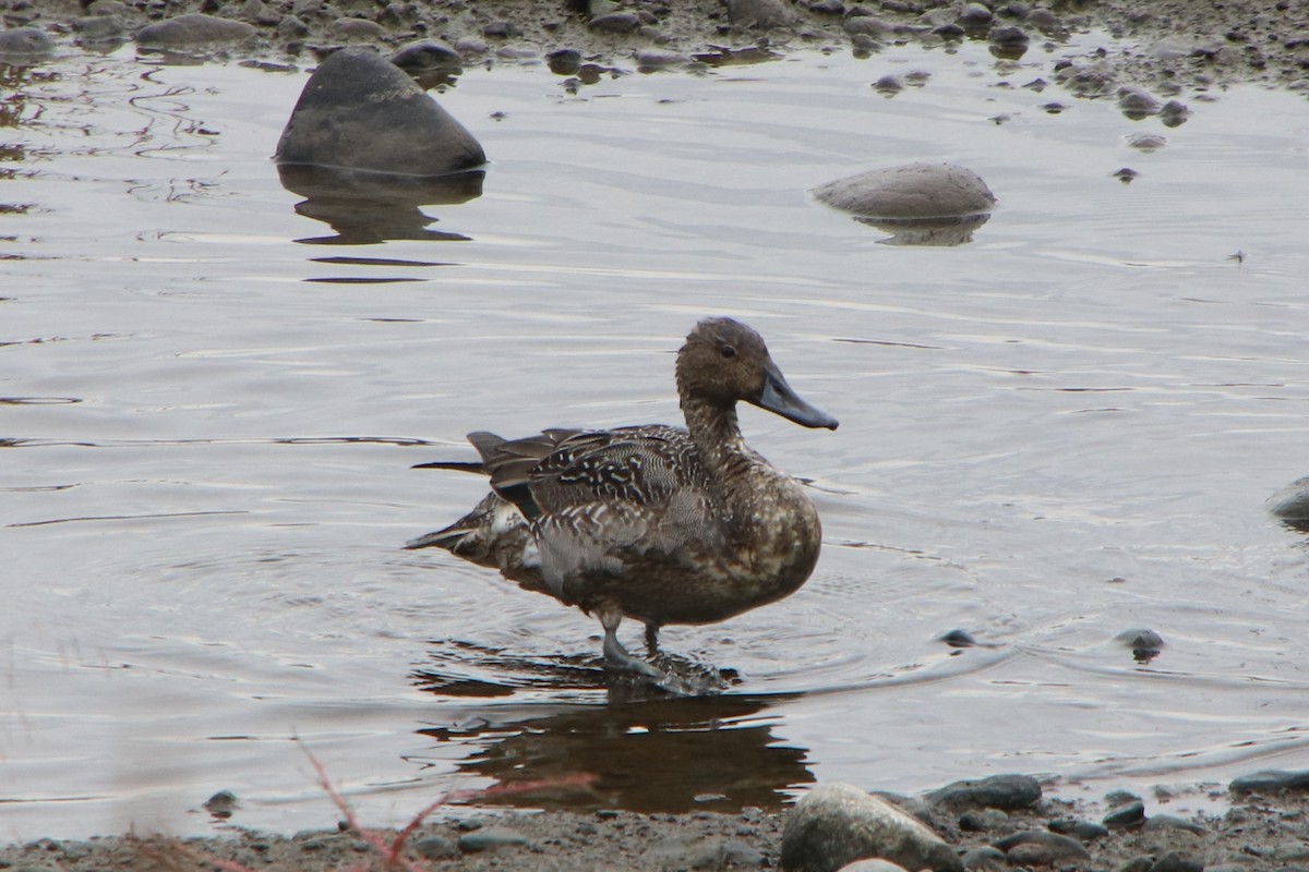 stjertand - ML645152243