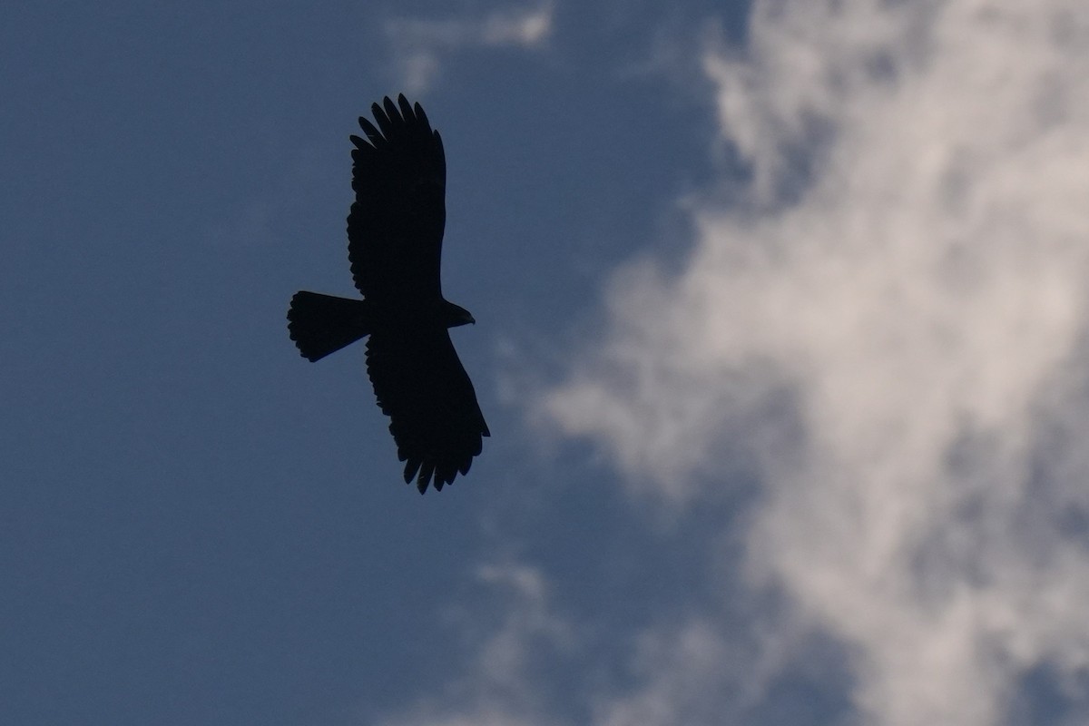 Black Eagle - ML645152248