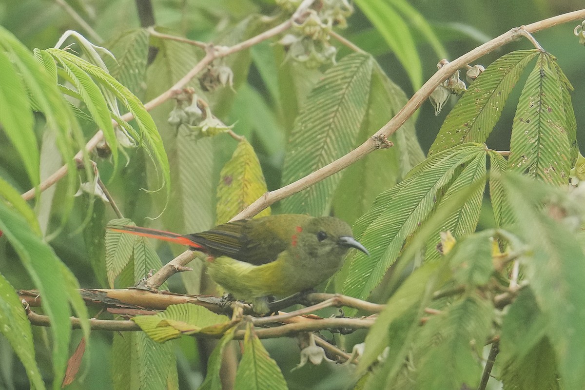 Fire-tailed Sunbird - ML645152251