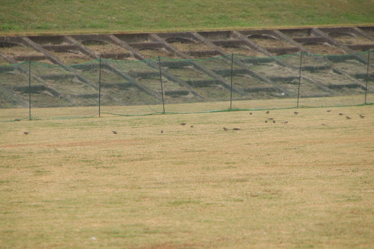 amurpiplerke - ML645152256