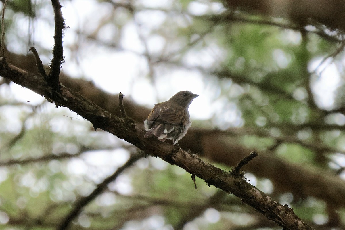 Lesser Honeyguide - ML645152270