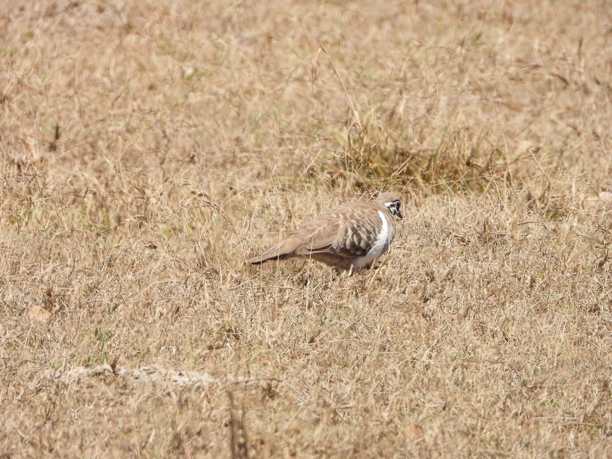 Squatter Pigeon - ML645152279