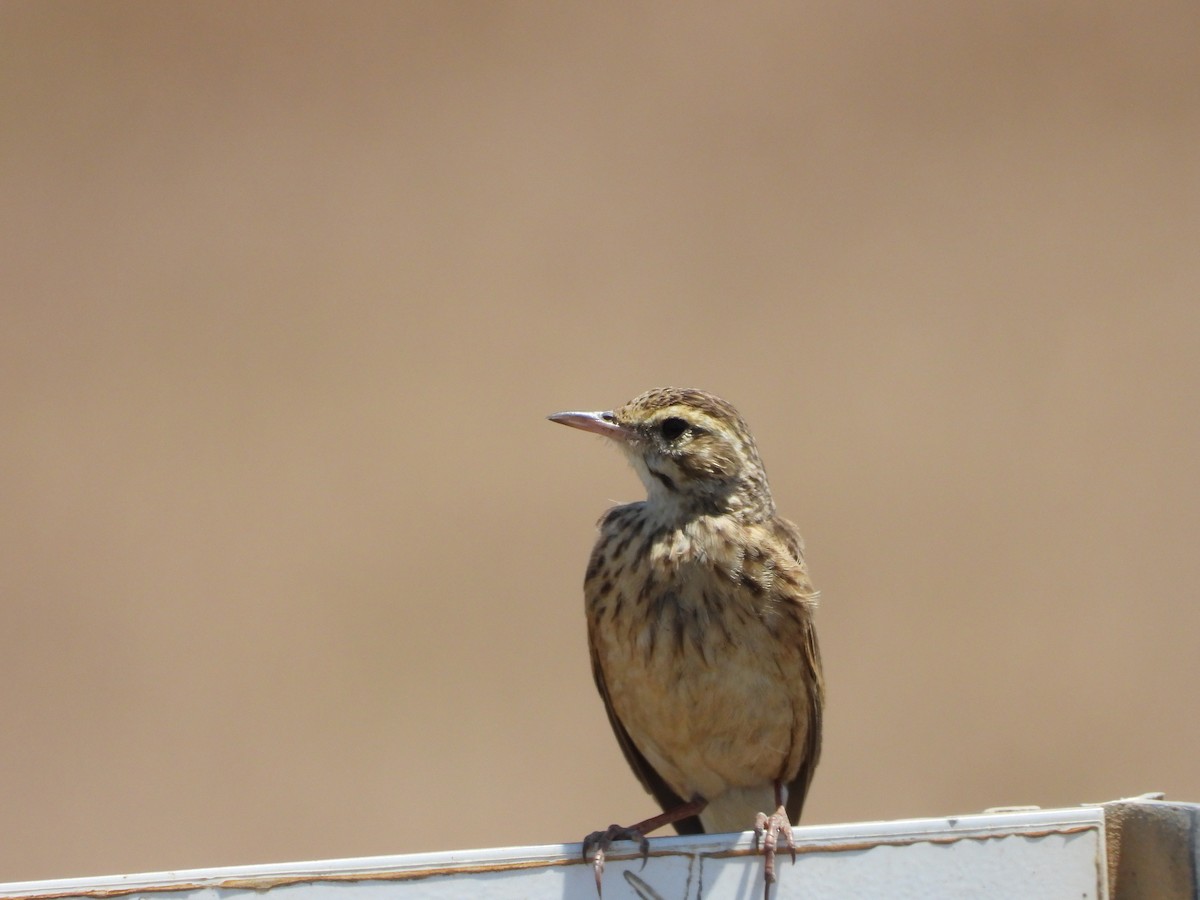 Australian Pipit - ML645152285