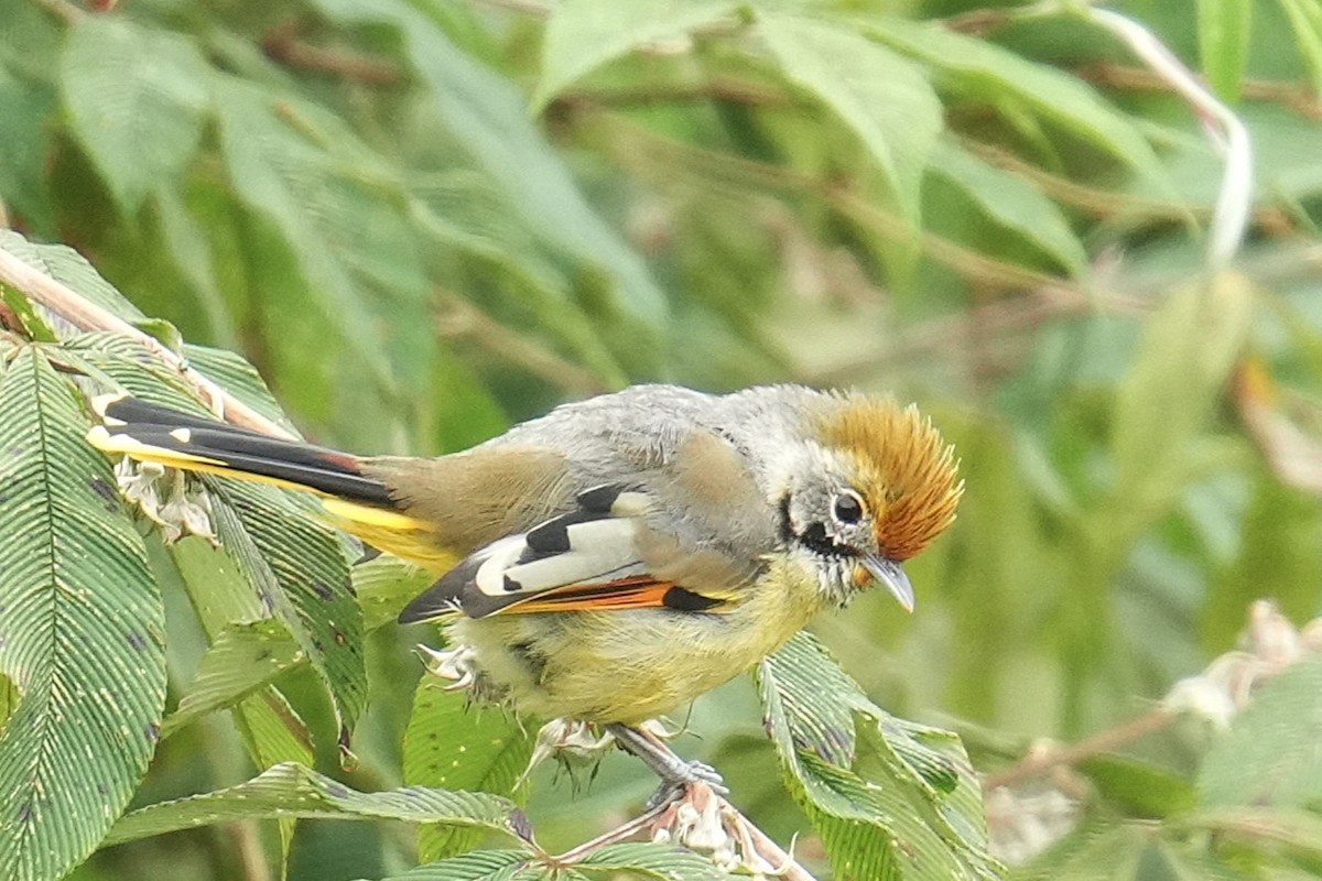 Chestnut-tailed Minla - ML645152287