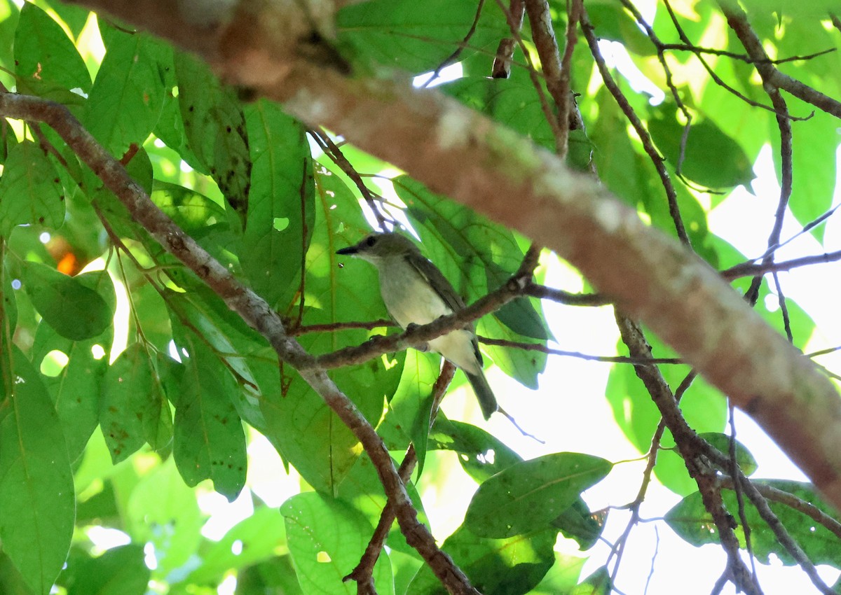 Gray Whistler - ML645152291