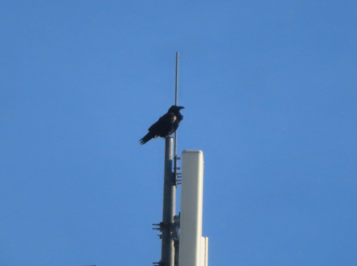 Common Raven - ML645152294