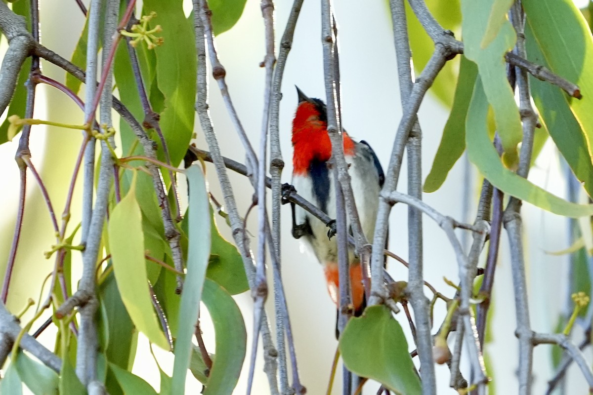 Mistletoebird - ML645152296