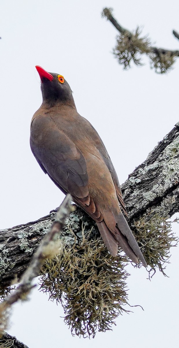 Red-billed Oxpecker - ML645152297